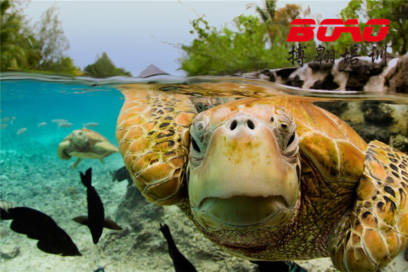 惠州巽寮灣海龜國家級(jí)自然保護(hù)區(qū) 惠州巽寮灣海龜國家級(jí)自然保護(hù)區(qū)